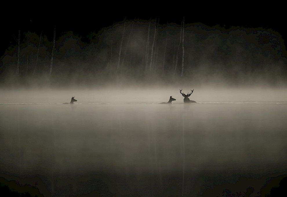 IIFF Preview: Whispers in the Woods